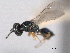  ( - CNCHYM 017168)  @11 [ ] CreativeCommons - Attribution (2012) CNC/CBG Photography Group Centre for Biodiversity Genomics
