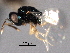  ( - CNCHYM 017188)  @11 [ ] CreativeCommons - Attribution (2012) CNC/CBG Photography Group Centre for Biodiversity Genomics