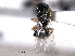 ( - CNCHYM 017199)  @11 [ ] CreativeCommons - Attribution (2012) CNC/CBG Photography Group Centre for Biodiversity Genomics