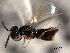  ( - CNCHYM 017229)  @11 [ ] CreativeCommons - Attribution (2012) CNC/CBG Photography Group Centre for Biodiversity Genomics