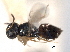  ( - CNCHYM 017231)  @11 [ ] CreativeCommons - Attribution (2012) CNC/CBG Photography Group Centre for Biodiversity Genomics