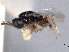  ( - CNCHYM 017232)  @11 [ ] CreativeCommons - Attribution (2012) CNC/CBG Photography Group Centre for Biodiversity Genomics