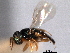  (Tritneptis klugii - CNCHYM 017236)  @11 [ ] CreativeCommons - Attribution (2012) CNC/CBG Photography Group Centre for Biodiversity Genomics