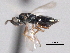  ( - CNCHYM 017249)  @11 [ ] CreativeCommons - Attribution (2012) CNC/CBG Photography Group Centre for Biodiversity Genomics