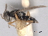  ( - CNCHYM 017250)  @11 [ ] CreativeCommons - Attribution (2012) CNC/CBG Photography Group Centre for Biodiversity Genomics