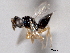  ( - CNCHYM 017251)  @11 [ ] CreativeCommons - Attribution (2012) CNC/CBG Photography Group Centre for Biodiversity Genomics