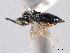  ( - CNCHYM 017252)  @11 [ ] CreativeCommons - Attribution (2012) CNC/CBG Photography Group Centre for Biodiversity Genomics