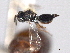  ( - CNCHYM 017253)  @11 [ ] CreativeCommons - Attribution (2012) CNC/CBG Photography Group Centre for Biodiversity Genomics