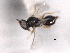  ( - CNCHYM 017256)  @11 [ ] CreativeCommons - Attribution (2012) CNC/CBG Photography Group Centre for Biodiversity Genomics