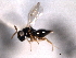 ( - CNCHYM 017257)  @11 [ ] CreativeCommons - Attribution (2012) CNC/CBG Photography Group Centre for Biodiversity Genomics
