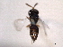  ( - CNCHYM 017258)  @11 [ ] CreativeCommons - Attribution (2012) CNC/CBG Photography Group Centre for Biodiversity Genomics