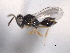  ( - CNCHYM 017259)  @11 [ ] CreativeCommons - Attribution (2012) CNC/CBG Photography Group Centre for Biodiversity Genomics