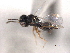  (Vrestovia brevior - CNCHYM 017260)  @11 [ ] CreativeCommons - Attribution (2012) CNC/CBG Photography Group Centre for Biodiversity Genomics