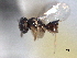  ( - CNCHYM 017261)  @11 [ ] CreativeCommons - Attribution (2012) CNC/CBG Photography Group Centre for Biodiversity Genomics
