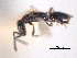 ( - CNCHYM 017300)  @11 [ ] CreativeCommons - Attribution (2012) CNC/CBG Photography Group Centre for Biodiversity Genomics