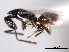  ( - CNCHYM 017301)  @11 [ ] CreativeCommons - Attribution (2012) CNC/CBG Photography Group Centre for Biodiversity Genomics