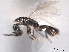  ( - CNCHYM 017303)  @11 [ ] CreativeCommons - Attribution (2012) CNC/CBG Photography Group Centre for Biodiversity Genomics