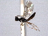  ( - CNCHYM 017402)  @11 [ ] CreativeCommons - Attribution (2012) CNC/CBG Photography Group Centre for Biodiversity Genomics