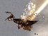  ( - CNCHYM 017420)  @11 [ ] CreativeCommons - Attribution (2012) CNC/CBG Photography Group Centre for Biodiversity Genomics