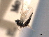  ( - CNCHYM 017422)  @11 [ ] CreativeCommons - Attribution (2012) CNC/CBG Photography Group Centre for Biodiversity Genomics