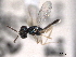  ( - CNCHYM 017424)  @11 [ ] CreativeCommons - Attribution (2012) CNC/CBG Photography Group Centre for Biodiversity Genomics