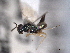  ( - CNCHYM 017425)  @11 [ ] CreativeCommons - Attribution (2012) CNC/CBG Photography Group Centre for Biodiversity Genomics