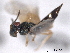  ( - CNCHYM 017428)  @11 [ ] CreativeCommons - Attribution (2012) CNC/CBG Photography Group Centre for Biodiversity Genomics