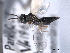  ( - CNCHYM 017429)  @11 [ ] CreativeCommons - Attribution (2012) CNC/CBG Photography Group Centre for Biodiversity Genomics