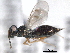  ( - CNCHYM 017433)  @11 [ ] CreativeCommons - Attribution (2012) CNC/CBG Photography Group Centre for Biodiversity Genomics