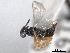  ( - CNCHYM 017434)  @11 [ ] CreativeCommons - Attribution (2012) CNC/CBG Photography Group Centre for Biodiversity Genomics