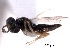  ( - CNCHYM 10110)  @11 [ ] CreativeCommons - Attribution (2012) CNC/CBG Photography Group Centre for Biodiversity Genomics