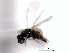  ( - CNCHYM 10249)  @11 [ ] CreativeCommons - Attribution (2012) CNC/CBG Photography Group Centre for Biodiversity Genomics