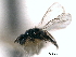  ( - CNCHYM 10251)  @11 [ ] CreativeCommons - Attribution (2012) CNC/CBG Photography Group Centre for Biodiversity Genomics