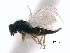  ( - CNCHYM 10252)  @11 [ ] CreativeCommons - Attribution (2012) CNC/CBG Photography Group Centre for Biodiversity Genomics