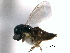  ( - CNCHYM 10264)  @11 [ ] CreativeCommons - Attribution (2012) CNC/CBG Photography Group Centre for Biodiversity Genomics