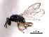  ( - CNCHYM 10266)  @11 [ ] CreativeCommons - Attribution (2012) CNC/CBG Photography Group Centre for Biodiversity Genomics