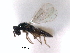  ( - CNCHYM 10268)  @11 [ ] CreativeCommons - Attribution (2012) CNC/CBG Photography Group Centre for Biodiversity Genomics