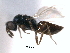  ( - CNCHYM 10269)  @11 [ ] CreativeCommons - Attribution (2012) CNC/CBG Photography Group Centre for Biodiversity Genomics