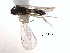  ( - CNCHYM 10276)  @11 [ ] CreativeCommons - Attribution (2012) CBG Photography Group Centre for Biodiversity Genomics