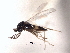  ( - CNCHYM 10279)  @11 [ ] CreativeCommons - Attribution (2012) CBG Photography Group Centre for Biodiversity Genomics
