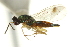  ( - CNCHYM 10290)  @11 [ ] CreativeCommons - Attribution (2012) CBG Photography Group Centre for Biodiversity Genomics