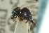  ( - CNCHYM 10327)  @11 [ ] CreativeCommons - Attribution (2012) CBG Photography Group Centre for Biodiversity Genomics