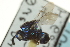  ( - CNCHYM 10463)  @11 [ ] CreativeCommons - Attribution (2012) CBG Photography Group Centre for Biodiversity Genomics