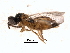  ( - CNCHYM 10472)  @11 [ ] CreativeCommons - Attribution (2012) CBG Photography Group Centre for Biodiversity Genomics