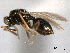  (Asaphes brevipetiolatus - CNCHYM 10502)  @11 [ ] CreativeCommons - Attribution (2012) CNC/CBG Photography Group Centre for Biodiversity Genomics