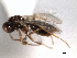  ( - CNCHYM 10503)  @11 [ ] CreativeCommons - Attribution (2012) CNC/CBG Photography Group Centre for Biodiversity Genomics