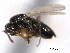  ( - CNCHYM 10504)  @11 [ ] CreativeCommons - Attribution (2012) CNC/CBG Photography Group Centre for Biodiversity Genomics