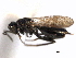  ( - CNCHYM 10505)  @11 [ ] CreativeCommons - Attribution (2012) CNC/CBG Photography Group Centre for Biodiversity Genomics