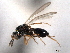  ( - CNCHYM 10506)  @11 [ ] CreativeCommons - Attribution (2012) CNC/CBG Photography Group Centre for Biodiversity Genomics