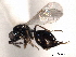  (Asaphes californicus - CNCHYM 10507)  @11 [ ] CreativeCommons - Attribution (2012) CNC/CBG Photography Group Centre for Biodiversity Genomics